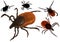 Tick (Ixodes Ricinus)