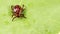 Tick - Ixodes ricinus, waiting for its victim on a grass blade. Tick protection concept.