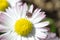 Tick lat. Acarina on a Daisy flower