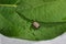 Tick on a leaf