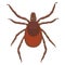 Tick mite insect vector illustration