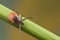 Tick on a plant straw