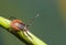 Tick on a plant straw