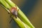Tick on a plant straw