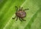 Tick sits on a green leaf