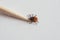 Tick on toothpick