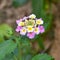 Tickberry orwild-sage,Lantana camara flower