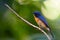 Tickell`s blue flycatcher