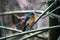 Tickell\'s Blue Flycatcher