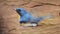 Tickell`s Blue Flycatcher nature bird taking a bath