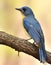 Tickell`s blue flycatcher sitting on tree