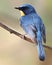 Tickell`s blue flycatcher sitting on tree