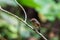 Tickell`s brown-flycatcher Cyornis tickelliae Juvenile,perching