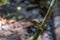 Tickell`s brown-flycatcher Cyornis tickelliae Juvenile,perching