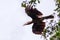 Tickell\'s brown hornbill