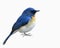 Tickell`s or Indochinese blue flycatcher Cyornis tickelliae in fuffly feathers with details of beak head face body wing