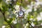 A ticking clock against a background of flowering trees.