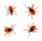 Ticks