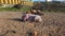 Ticks Infection Stray Street dogs relaxing and sleeping on road in chennai, Tamilnadu, India. Mother and puppy dogs on sick and