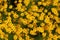 Tickseed - Coreopsis