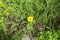 Tickseed Coreopsis isolated yellow flower in the garden Germany