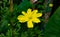 Tickseed, sulfur cusmus flower, cusmus, ulam raja, white cusmus