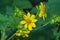 Tickseed sunflower - Bidens aristosa