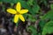 Tickseed sunflower - Bidens aristosa