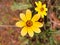 Tickseed Sunflower Bidens aristosa Texas