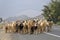 ticlio, peru: local goat herders on the main road.