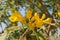 Ticoma gori chori bearing yellow flower , Road side tree