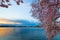 Tidal Basin at Dawn in Washington DC, during the Cherry Blossom Festival