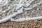 Tidal bore. The wave rolls onto the seashore, which is covered with shells. Coastline. Sea waves with white foam and shells beach