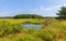 Tidal creek flowing toward a forest