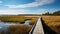 tidal estuarine marsh landscape