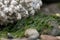 tide pool rocks covered in seaweed barnacles and water