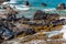 Tide Pools and Exposed Lava Reef on Anaeho\\\'omalu Bay