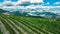 Tidy rows of grapes ripening in the glow of the setting sun with the mountains of the Vercors mountain range