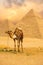 Tied Camel Standing Front Pyramids V
