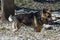 A tied German shepherd dog stands and waits for his master, town teteven