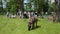 Tied up cute donkey animal and tourist people enjoy farm animals