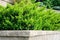 Tiered Retaining Wall with Yew Shrubs