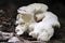 The Tiered Tooth Hericium cirrhatum is an edible mushroom