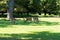 Tiergarden nature park in Hannover, Germany. Falow deers feeding on fresh grass