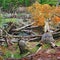 Tierra del Fuego National Park, Argentina