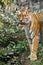 Tiger against a background of greenery will smudge and lick a red predator on a close-up, against the background of greenery, the