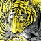 Tiger animal yellow and grey color of the year 2021