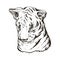 Tiger baby tabby vector portrait in closeup isoated sketch. Hand drawn panthera tigris, large wild cat. Felidae mammal with furry