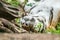 Tiger in a background and foliage