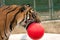 Tiger with ball in his mouth